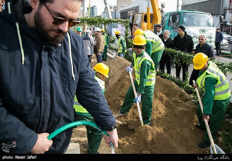 پروژه ساماندهی و احیاء درختان چنار خیابان ولیعصر