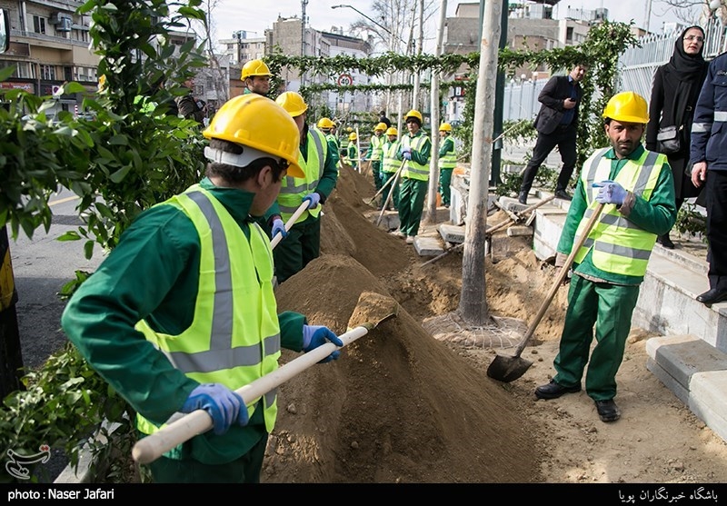 پروژه ساماندهی و احیاء درختان چنار خیابان ولیعصر