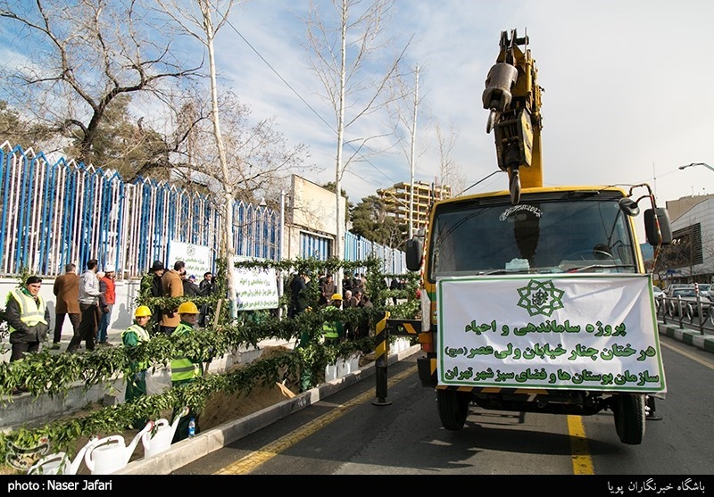 پروژه ساماندهی و احیاء درختان چنار خیابان ولیعصر