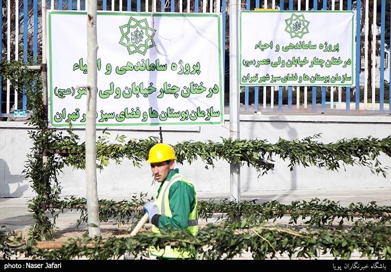 پروژه ساماندهی و احیاء درختان چنار خیابان ولیعصر