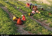 روستای چاه ماخور از توابع بندر خمیر استان هرمزگان از مناطق عمده تولید گوجه فرنگی  محسوب می‌شود