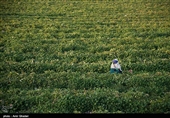 سطح زیر کشت گوجه فرنگی در هرمزگان در سال زراعی جاری بدلیل اجرای طرح اصلاح الگوی کشت و استفاده بهینه از منابع آبی حدود ۲۰ درصد نسبت به سال گذشته کاهش یافته است.
