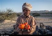 سطح زیر کشت گوجه فرنگی در هرمزگان در سال زراعی جاری بدلیل اجرای طرح اصلاح الگوی کشت و استفاده بهینه از منابع آبی حدود ۲۰ درصد نسبت به سال گذشته کاهش یافته است.