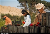 سطح زیر کشت گوجه فرنگی در هرمزگان در سال زراعی جاری بدلیل اجرای طرح اصلاح الگوی کشت و استفاده بهینه از منابع آبی حدود ۲۰ درصد نسبت به سال گذشته کاهش یافته است.