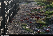 سطح زیر کشت گوجه فرنگی در هرمزگان در سال زراعی جاری بدلیل اجرای طرح اصلاح الگوی کشت و استفاده بهینه از منابع آبی حدود ۲۰ درصد نسبت به سال گذشته کاهش یافته است.