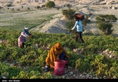 زنان روستا دوشادوش مردان در چیدن گوجه ها شریک اند و کارمیکنند
