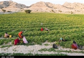 سطح زیر کشت گوجه فرنگی در هرمزگان در سال زراعی جاری بدلیل اجرای طرح اصلاح الگوی کشت و استفاده بهینه از منابع آبی حدود ۲۰ درصد نسبت به سال گذشته کاهش یافته است.