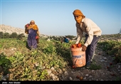 زنان روستا دوشادوش مردان در چیدن گوجه ها شریک اند و کارمیکنند