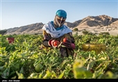 زنان روستا دوشادوش مردان در چیدن گوجه ها شریک اند و کارمیکنند