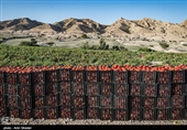 سطح زیر کشت گوجه فرنگی در هرمزگان در سال زراعی جاری بدلیل اجرای طرح اصلاح الگوی کشت و استفاده بهینه از منابع آبی حدود ۲۰ درصد نسبت به سال گذشته کاهش یافته است.