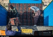 برداشت گوجه فرنگی تا اواسط اردیبهشت ماه سال آینده ادامه دارد.