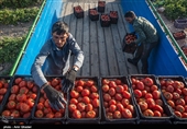 سطح زیر کشت گوجه فرنگی در هرمزگان در سال زراعی جاری بدلیل اجرای طرح اصلاح الگوی کشت و استفاده بهینه از منابع آبی حدود ۲۰ درصد نسبت به سال گذشته کاهش یافته است.