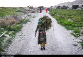 زنان روستا دوشادوش مردان در چیدن گوجه ها شریک اند و کارمیکنند