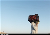 روستای چاه ماخور از توابع بندر خمیر استان هرمزگان از مناطق عمده تولید گوجه فرنگی  محسوب می‌شود