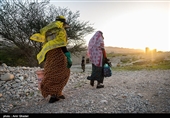 زنان روستا دوشادوش مردان در چیدن گوجه ها شریک اند و کارمیکنند