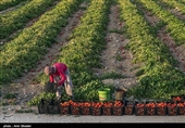 سطح زیر کشت گوجه فرنگی در هرمزگان در سال زراعی جاری بدلیل اجرای طرح اصلاح الگوی کشت و استفاده بهینه از منابع آبی حدود ۲۰ درصد نسبت به سال گذشته کاهش یافته است.