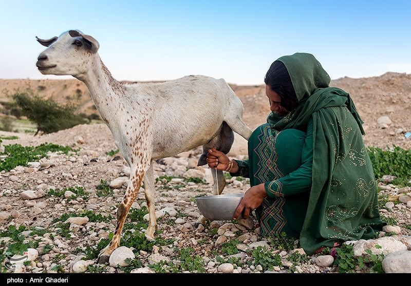 نوسانات قیمت به دامداری‌های همدان ‌رسید؛ ‌دلالان ‌آرامش بازار شیر و  لبنیات را بر‌هم می‌زنند