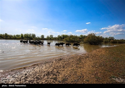 منطقه حفاظت شده کرخه