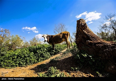 منطقه حفاظت شده کرخه