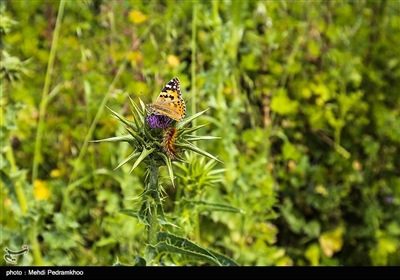 منطقه حفاظت شده کرخه