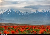 دشت شقایق جلفا