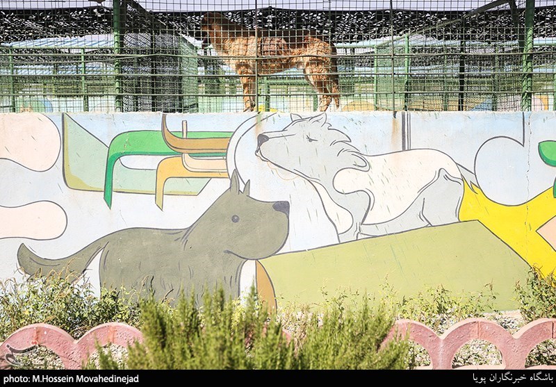 بازدید از نقاهتگاه و مرکز نگهداری سگ‌های ولگرد