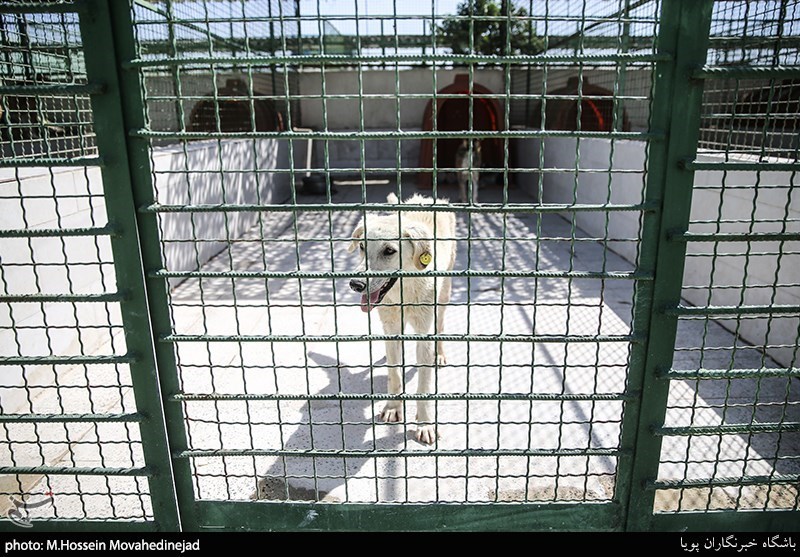 بازدید از نقاهتگاه و مرکز نگهداری سگ‌های ولگرد