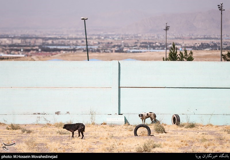 بازدید از نقاهتگاه و مرکز نگهداری سگ‌های ولگرد