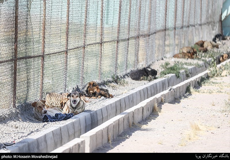 بازدید از نقاهتگاه و مرکز نگهداری سگ‌های ولگرد