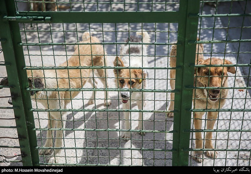 بازدید از نقاهتگاه و مرکز نگهداری سگ‌های ولگرد