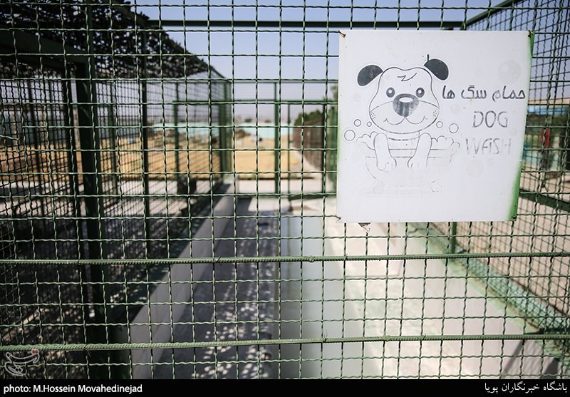 بازدید از نقاهتگاه و مرکز نگهداری سگ‌های ولگرد