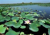 تصویر هوایی از زیبایی مسحورکننده "تالاب انزلی"