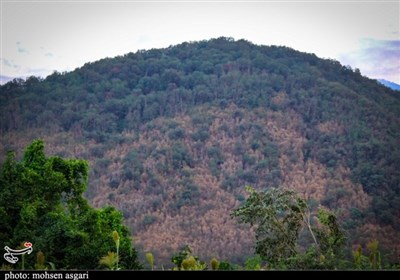جنگل‌های هیر‌کانی در محاصره پیچک‌های مهاجم/ آیا فاجعه شمشادها دوباره تکرار می‌شود؟