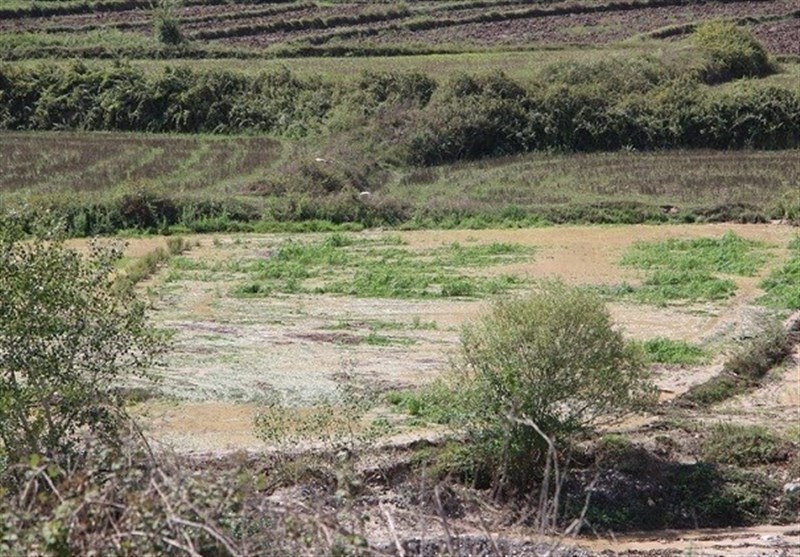 سیل در مزارع