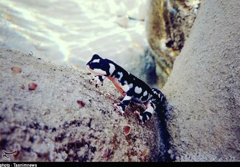 بخش الوار گرمسیری اندیمشک خانه امن سمندرها