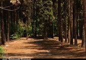 Pardisan Qaem Forest: The Largest Artificial Forest in Iran