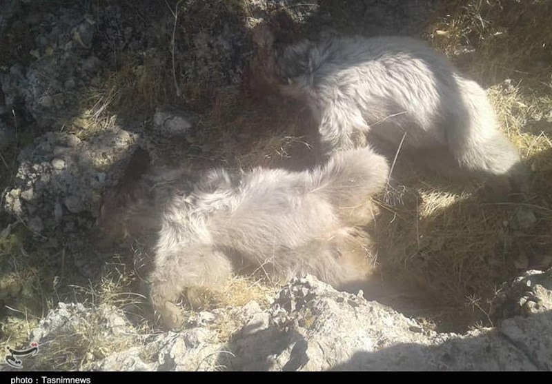 زنده بودن مادر 2 توله خرس تلف شده پارک ملی دنا در هاله‌ای از ابهام