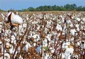 بنیاد مستضعفان برای احیای پنبه گلستان سرمایه‌گذاری کند