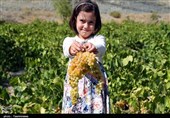 ظرفیت صادرات 6 هزار تن انگور در خراسان شمالی