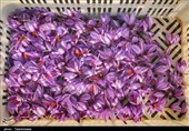 هوش مصنوعی در خدمت طلای سرخ/ رکورد 9 کیلو زعفران در هر هکتار خراسان شمالی
