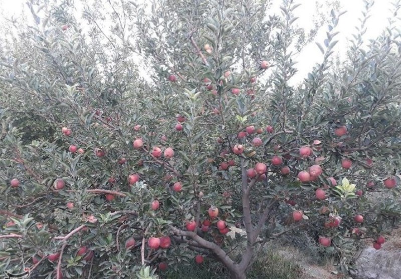 استان لرستان , اخبار استان لرستان , اخبار شهرستان بروجرد ,