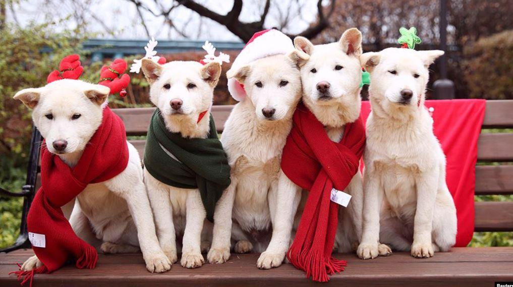 قاره آمریکا , نیویورک ,