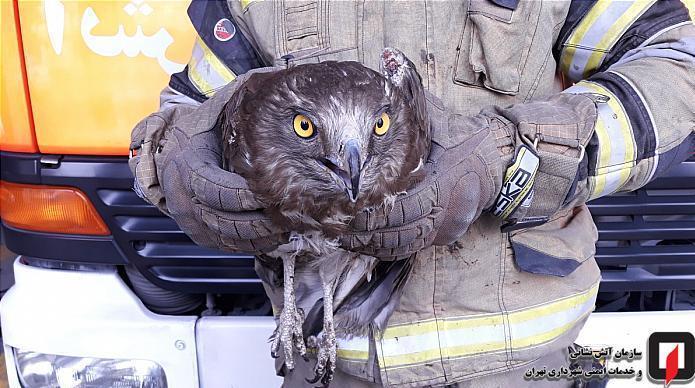 آتشنشانی , سازمان آتشنشانی تهران ,