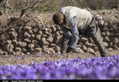 «خام فروشی، حراج اموال مردم»|تجارت زعفران دنیا 8 میلیارد دلار، سهم ایران 400 میلون دلار! «آتش زدم به مالم»