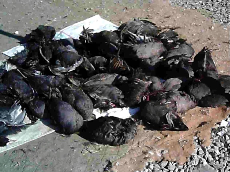 سازمان محیط زیست , 