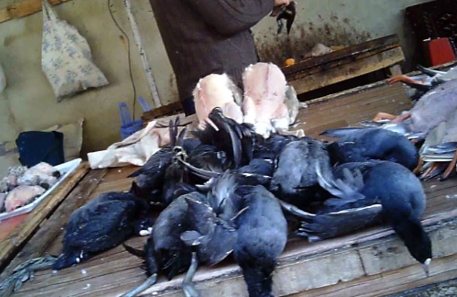 سازمان محیط زیست , 