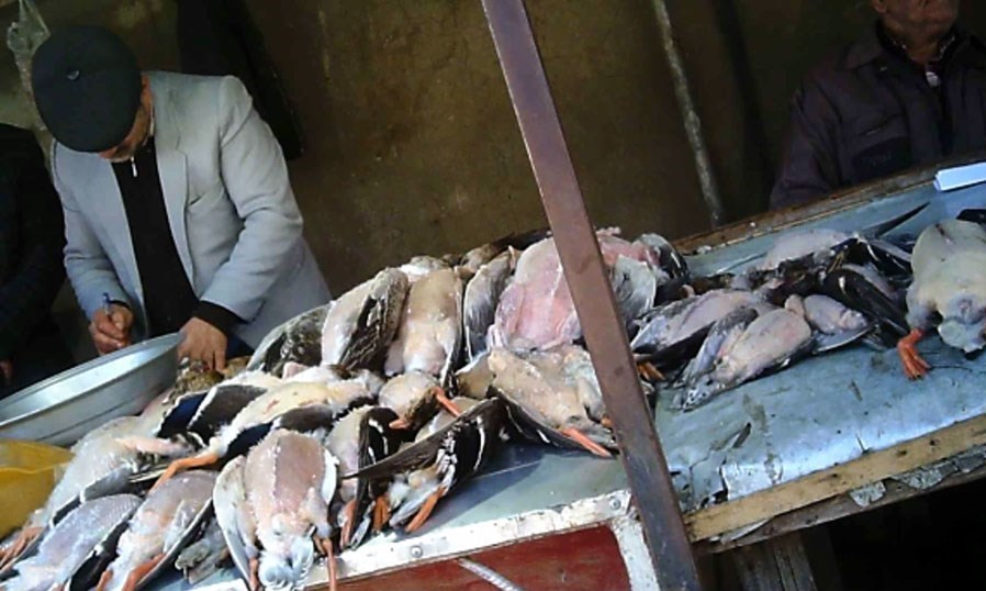 سازمان محیط زیست , 