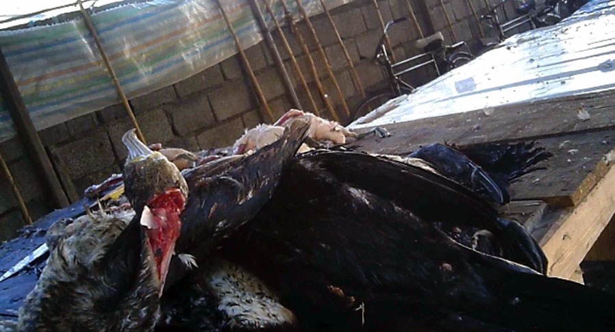 سازمان محیط زیست , 