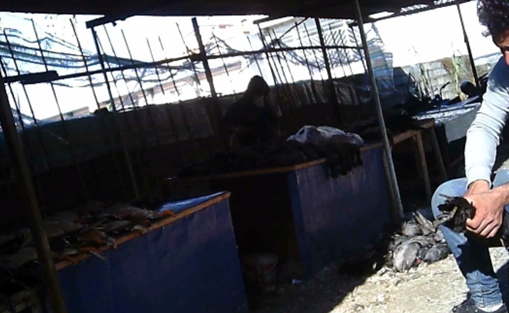 سازمان محیط زیست , 