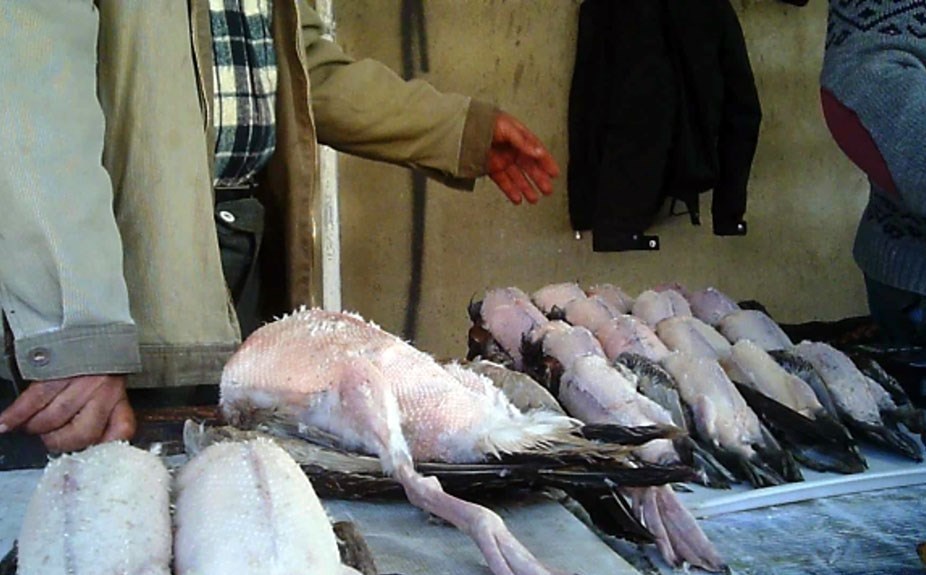 سازمان محیط زیست , 